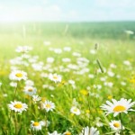 spring_daisy_flowers